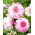 Dahlia - Que Sera - XL pack - 50 pcs