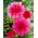 Rosa Dahlie - Dahlia Pink - XL-Packung - 50 Stk - 