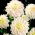 Dahlia - Wittem - XL pak - 50 st - 