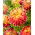 Dahlia - Akita - XL pak - 50 st - 
