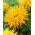 Dahlia - Encore - XL pakke - 50 stk.