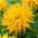 Dahlia - Encore - XL pakke - 50 stk.