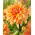 Dahlia - Ben Huston - XL pack - 50 pcs