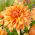 Dahlie - Ben Huston - XL-Packung - 50 Stk - 