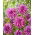 Dahlia - Blackberry Ripple - Confezione XL - 50 pz