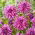 Dahlia - Blackberry Ripple - Confezione XL - 50 pz