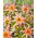 Dahlia - Fancy Pants - XL pak - 50 st - 