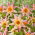 Dahlia - Fancy Pants - XL pak - 50 st - 