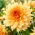 Dahlia - Noordwijks Glorie - XL pack - 50 pcs - 