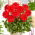 Dahlia - Heatwave - XL pack - 50 pcs