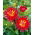 Dahlia - Bora Bora - XL pak - 50 st - 