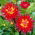 Dahlia - Bora Bora - XL pak - 50 st - 