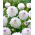 Dahlia - Eveline - XL pak - 50 st - 