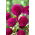 Dahlia - Rocco - XL pak - 50 st - 