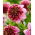Dahlia - Fenna Baaij - Paquet XL - 50 pcs