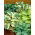 Hosta - mix di varietà con foglie di colore diverso; giglio piantaggine - confezione XL - 50 pz