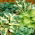 Hosta - mix di varietà con foglie di colore diverso; giglio piantaggine - confezione XL - 50 pz