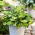 Alligator Alley hosta, lirio de plátano - Paquete XL - 50 piezas