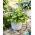 Alligator Alley hosta, lirio de plátano - Paquete XL - 50 piezas