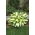 Colour Festival hosta, lys plantain - feuilles tricolores - pack XL - 50 pcs