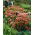 Herbstfreude orpine - Sedum - planta - XL förpackning - 50 st