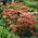 Herbstfreude orpine - Sedum - planta - XL förpackning - 50 st