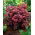 Rozchodník Purple Emperor - Sedum - sazenice - XL balení - 50 ks.