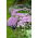 Vera Jameson orpina - Sedum - plántula; livelong, frog's-stomach, arping Johnny, life-everlasting, live-forever, midsummer-men, Orphan John, witch's moneybags - Paquete XL - 50 uds.