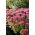 Mini Joy stonecrop - Sedum - planta - XL-pack - 50 st