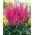 Maggie Daley falsa barba di capra - fiori rosa - Bianco - Confezione XL - 50 pz