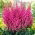 Maggie Daley falsa barba di capra - fiori rosa - Bianco - Confezione XL - 50 pz