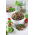 Sprouting seeds - Radish - Red Coral - 100 g - Nutrient-Dense Sprouts for Home Growing - Fresh Seeds