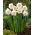 Narciso doppio 'Gay Kybo' - XXXL conf. 250 pz