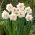 Narciso doppio 'Gay Kybo' - XXXL conf. 250 pz