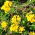 Szarvas kerep - Lotus corniculatus - 1 kg - Évelő szépség, talajjavító növény - Friss vetőmagok