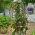 Malabar-spinazie - klimplant - 