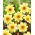 Dahlia - HS Party