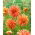 Dahlia - Rejman's Firecracker - Large Pack! - 10 pcs