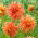 Dahlia - Petardo di Rejman