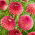 Dahlie - Burleske - 