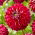 Dahlia - Ambassade