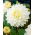 Dahlia - White Perfection - GIGA Pack! - 50 pcs