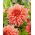 Dahlia - Fairway Spur - 