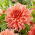 Dahlia - Fairway Spur - 