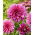 Dahlia - Arthur Hambley