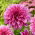 Dahlia - Arthur Hambley