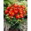 Dália - Dahlia - Impression Festivo - Nagy csomag - 10 db