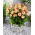 Dália - Dahlia - Pacific Ocean - Nagy csomag - 10 db