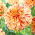 Dahlia - Painted Madam - Large Pack! - 10 pcs