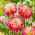 Dahlia - Dupla fény